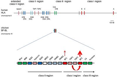 New vistas unfold: Chicken MHC molecules reveal unexpected ways to present peptides to the immune system